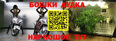 PSILOCYBIN Гатчина