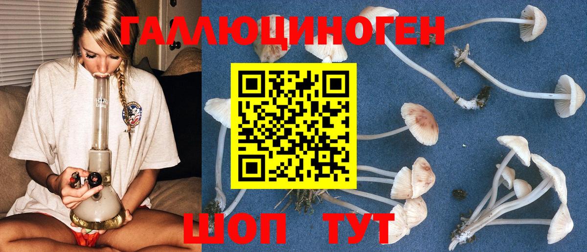 Галлюциногенные грибы Psilocybine cubensis Севастополь